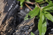 Enlarge photo 49