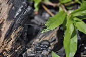 Enlarge photo 51