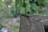 Enlarge photo 61