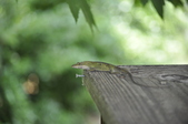 Enlarge photo 65
