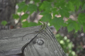 Enlarge photo 67
