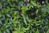 Enlarge photo 198