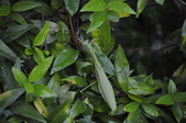 Enlarge photo 199