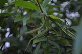 Enlarge photo 204