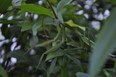Enlarge photo 205