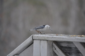Enlarge photo 109