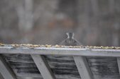 Enlarge photo 111