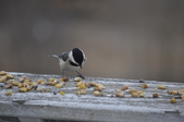 Enlarge photo 112