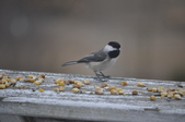 Enlarge photo 113