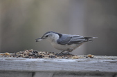Enlarge photo 114
