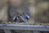 Enlarge photo 115