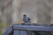 Enlarge photo 121
