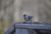 Enlarge photo 122