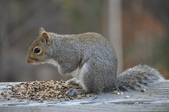 Enlarge photo 124