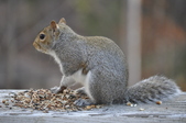 Enlarge photo 125