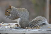 Enlarge photo 126