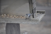 Enlarge photo 129