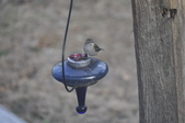 Enlarge photo 133