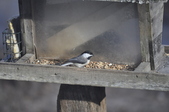 Enlarge photo 135