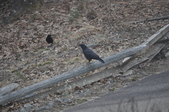 Enlarge photo 138