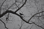 Enlarge photo 139