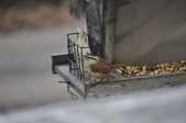 Enlarge photo 142