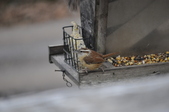 Enlarge photo 143