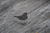 Enlarge photo 144
