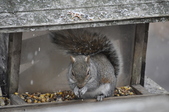 Enlarge photo 152