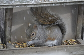 Enlarge photo 154