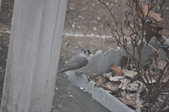 Enlarge photo 155