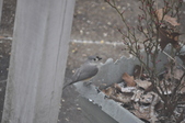 Enlarge photo 156