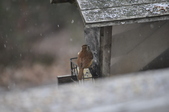 Enlarge photo 157