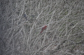 Enlarge photo 158
