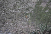Enlarge photo 159
