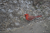Enlarge photo 168
