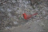 Enlarge photo 169