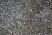 Enlarge photo 170