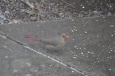 Enlarge photo 171
