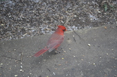 Enlarge photo 172