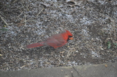 Enlarge photo 173