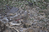 Enlarge photo 176