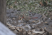 Enlarge photo 178
