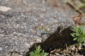 Enlarge photo 18