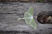 Enlarge photo 53