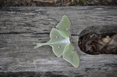 Enlarge photo 54