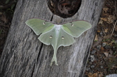Enlarge photo 55