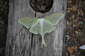Enlarge photo 56