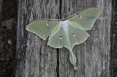Enlarge photo 57