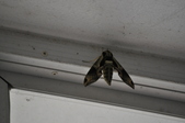 Enlarge photo 58
